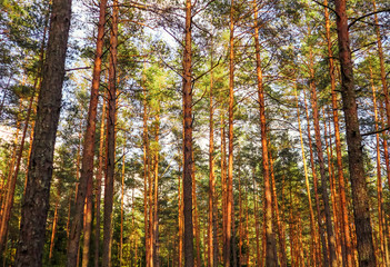 Tall trunks of pine trees on a background of blue sky in the forest