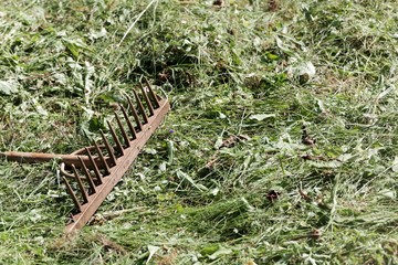 Old style rake in fresh mowed hay.