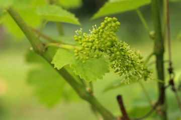 close-up of flowering grape vine, grapes bloom in summer day © PeterPike