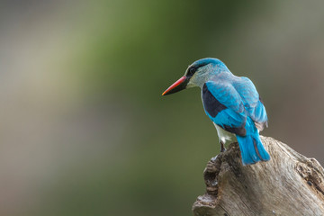 Woodland kingfisher perched on a log in Kruger National park, South Africa ; specie Halcyon senegalensis family of Alcedinidae