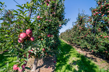 Fototapeta na wymiar Apple orchard during apple harvesting
