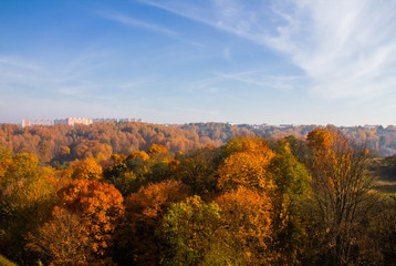 The golden forests of Smolensk are striking in their beauty