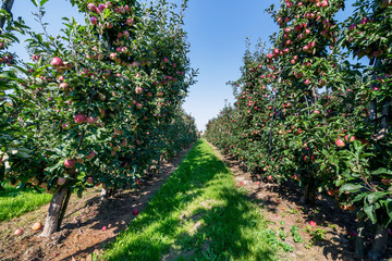 Fototapeta na wymiar Apple orchard during apple harvesting