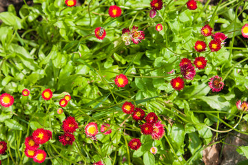 Obraz premium several red daisies on the background of green grass, selective focus