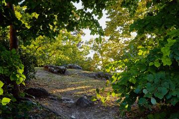 Branch of trees in evening sun in a forest