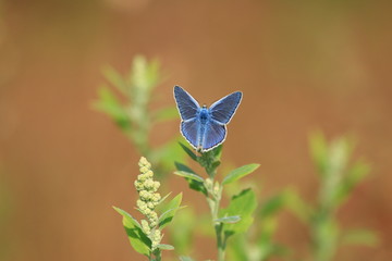 Blue butterfly on meadow 