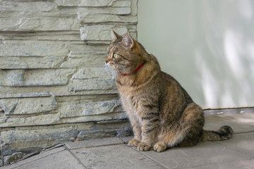 Obraz premium Domestic cat sits on the street near the wall near his house