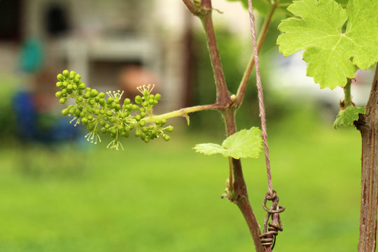 close-up of flowering grape vine, grapes bloom in summer day