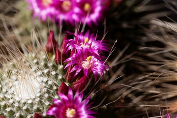 Flowers of a spiny pincushion cactus, Mammillaria spinosissima