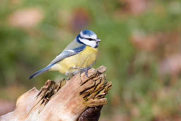 Blaumeise sitzt auf sonnigen Baumstamm einer Waldlichtung