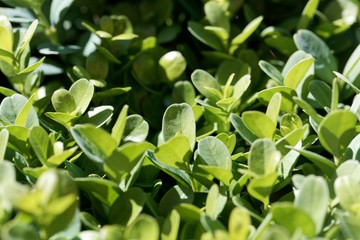 Leaves of a common box bush, Buxus sempervirens.