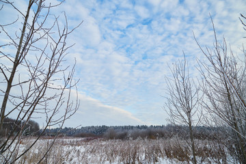 Naced tree on the snow and blue sky with white clouds background