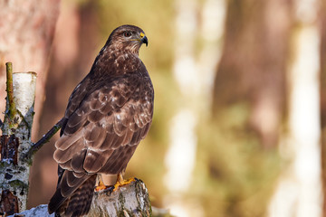 Mäusebussard sitzt erhaben auf einem abgesägten Birkenstamm