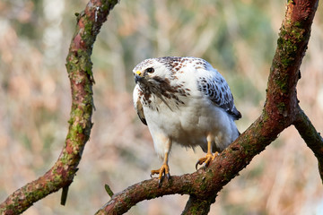 Ein schöner weisser Bussard sitzt lauernd auf einer hohen Kiefer
