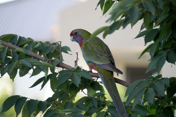 Crimson rosella (juvenile) in a tree