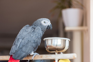 Domestic parrot having his breakfast in a kitchen