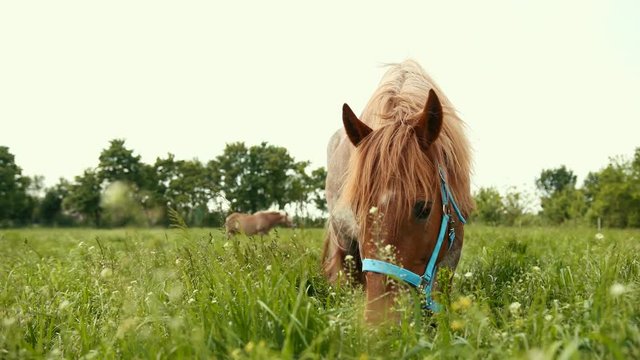 Wide angle. Brown, well-groomed, thoroughbred horse bridle with blue eats tall juicy grass with white flowers in the field. Nutritious food for the animal. Prores, slow motion