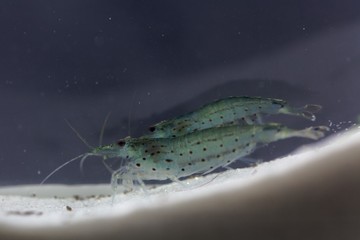 Amano shrimp, Caridina multidentata