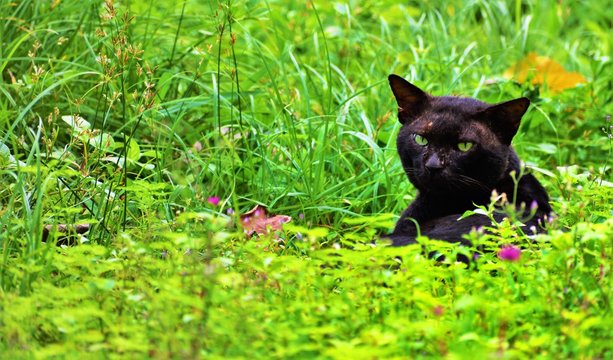 Black Cat in the court yard- Tom Cat, picture from Pulikkal, Malappuram, Kerala, India