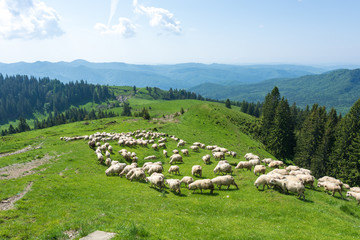 Fototapeta na wymiar White sheep on the green valleys of Carpathian Mountains