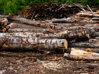 pruning of trees on processing