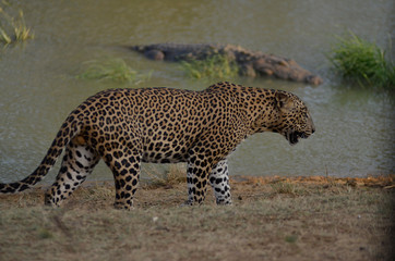 Sri Lankan Leopard