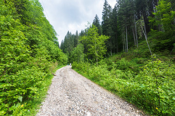 Fototapeta na wymiar Road leading to a forest in the Carpathian Mountains