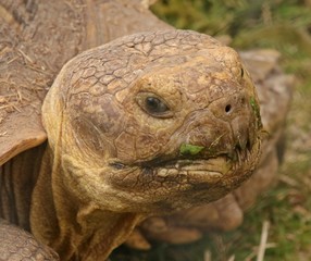 Giant Tortoise (Testudinidae) eating salad