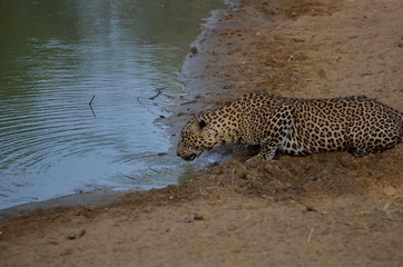 Sri Lankan Leopard
