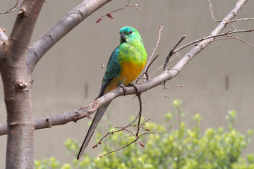 Red rumped parrot (male)