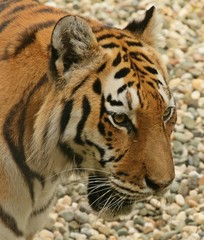 Close up portrait of a tiger
