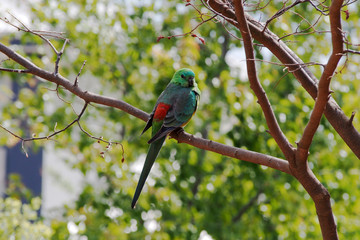Red rumped parrot (male)