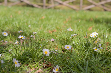 Green meadow and sunshine. Background with grass. Free space for text