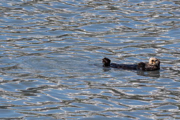 Sea Otter