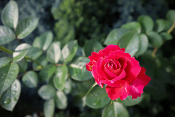 Beautiful red rose in the garden. Perfect for greeting card