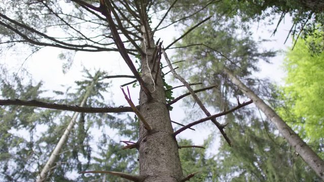 Baum Nahaufname von unten