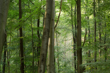 Naklejka premium Fog fills the forest during a humid end of the day