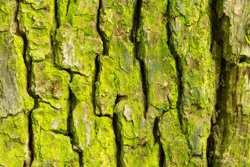 Tree trunk details in a macro shot of a trunk in the forest
