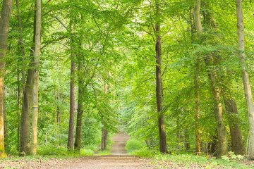 Fototapeta na wymiar Path in a dense beautiful forest during summer time