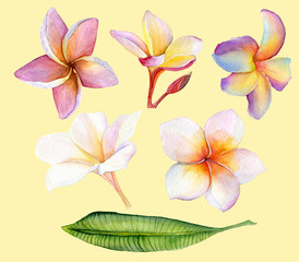 Fototapeta na wymiar Beautiful pink and white tropical flowers plumeria, frangipani leaf. Watercolor set of blooming tropical floral for wedding invitations and greeting card design