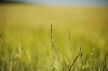 field of wheat