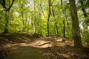 Obraz premium Harz / Frühling