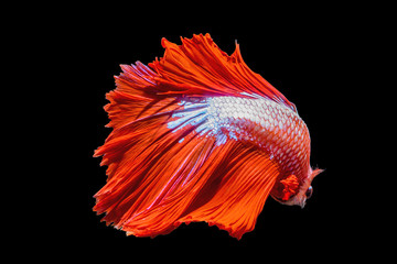 Betta fish, siamese fighting fish betta splendens Halfmoon red isolated on black background.