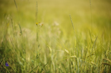 field of green wheat