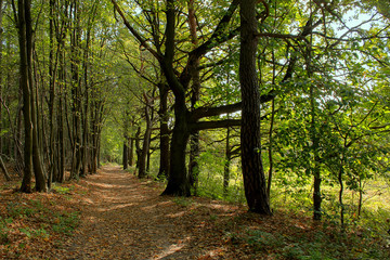 Harz / Frühling