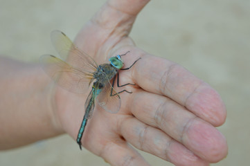 Obraz premium A large dragonfly in the woman's palm.