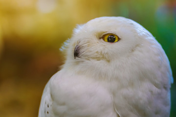 Naklejka premium Close up to a portrait (head shot) of a passive Snowy Owl (Bubo scandiacus) showing it's mesmerising, wide-opened, yellow eyes and sitting on a post.