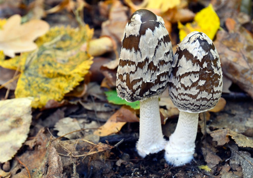 Coprinopsis picacea also known as Magpie fungus poisonous mushrooms in autumn forest.Coprinus picaceus.