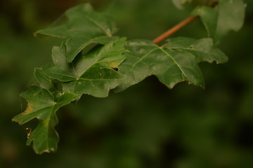  Green leaves on a tree after the rain. Morning freshness.