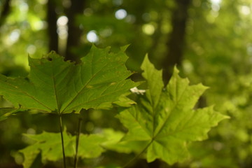 Fototapeta na wymiar Green leaves of a tree. Sunny weather